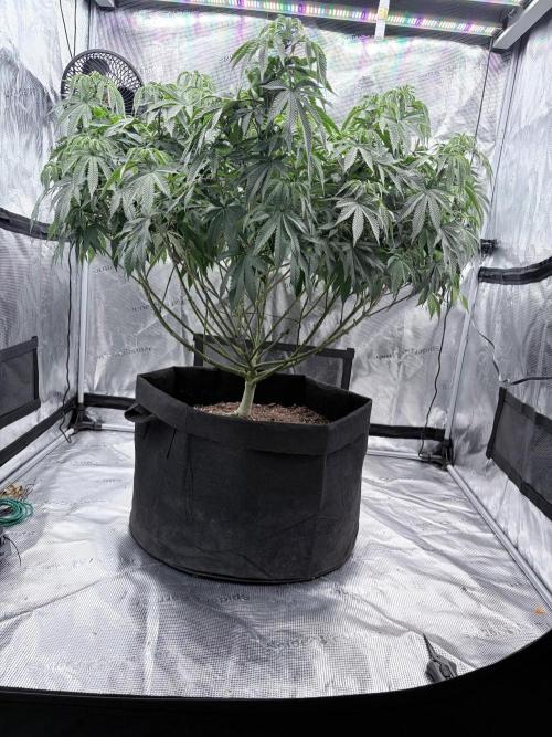 Surf wax. Week 15
