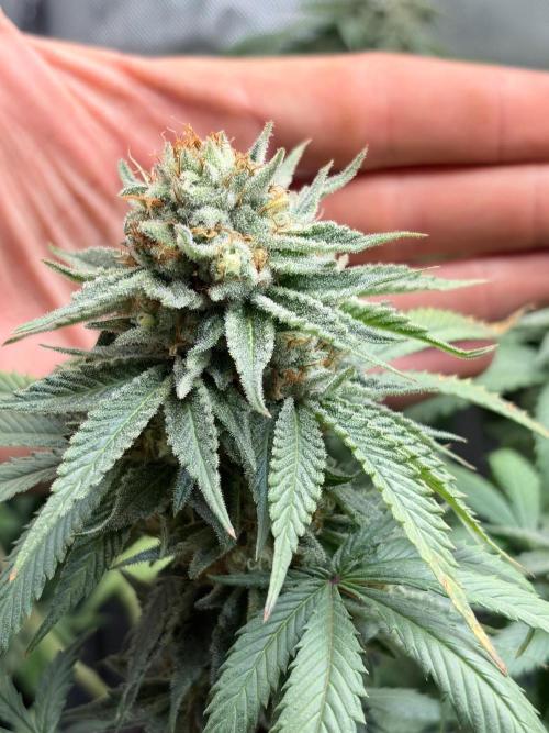 Surf wax. Week 16