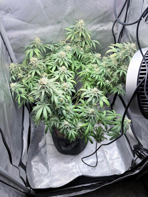 Surf wax. Week 16