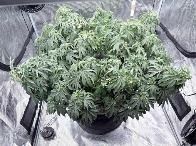 Surf wax. Week 16
