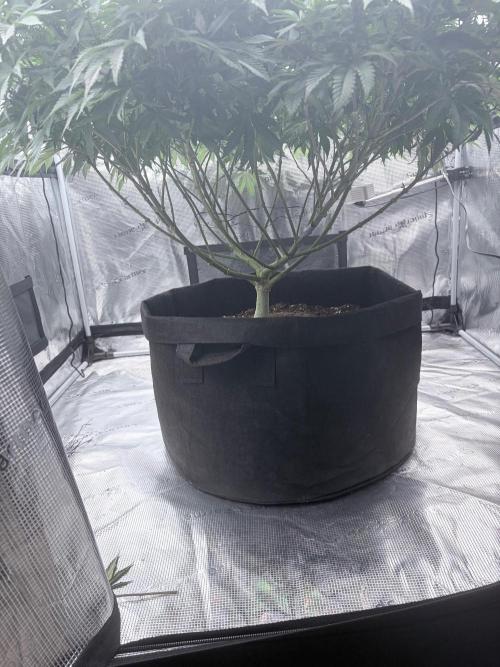 Surf wax. Week 16