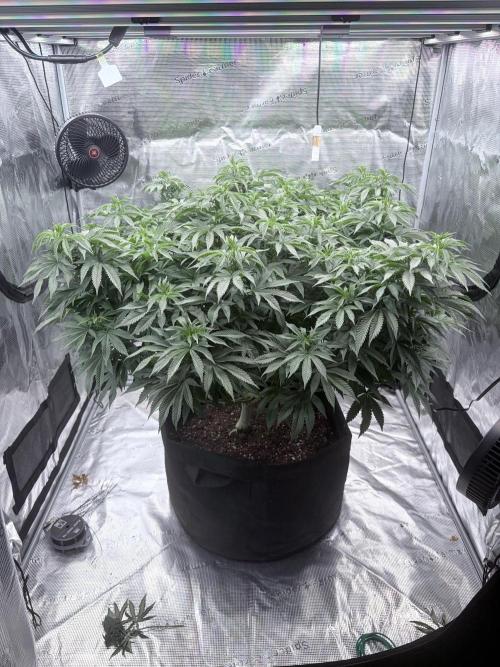 Surf wax. Week 16