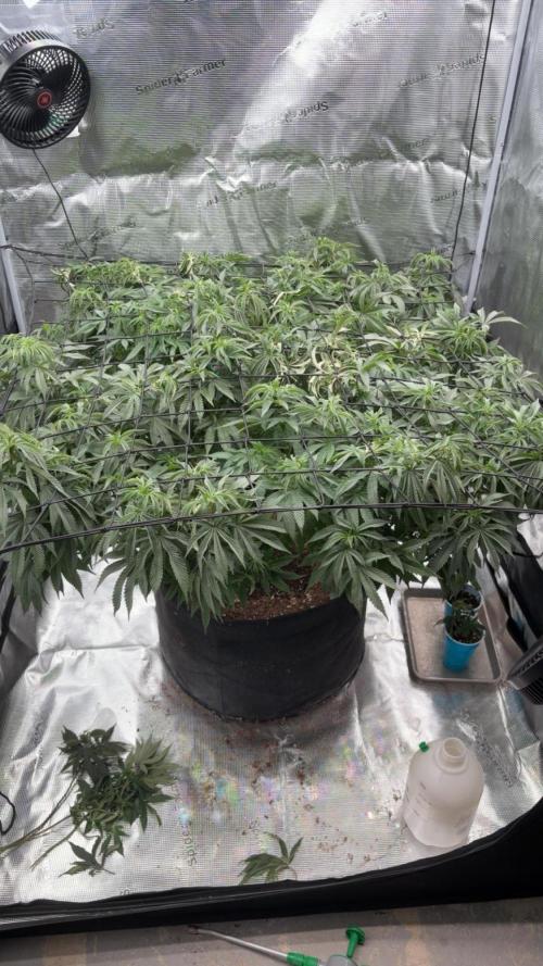 Surf wax. Week 17