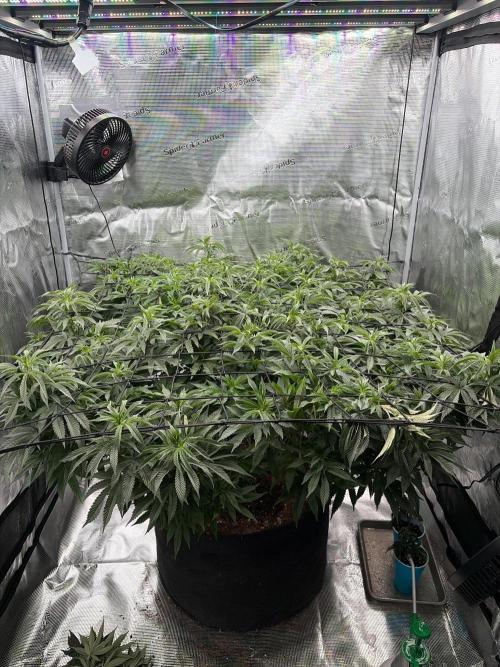 Surf wax. Week 17