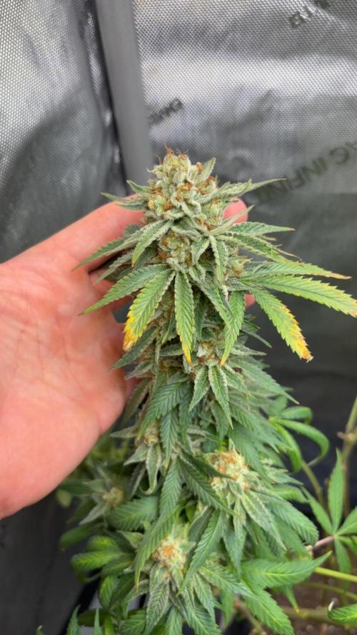 Surf wax. Week 17