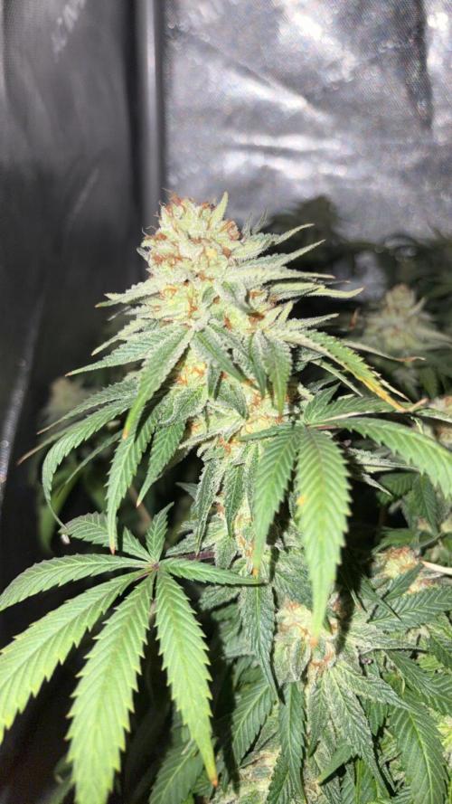 Surf wax. Week 17