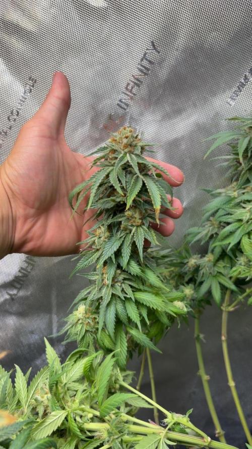 Surf wax. Week 17