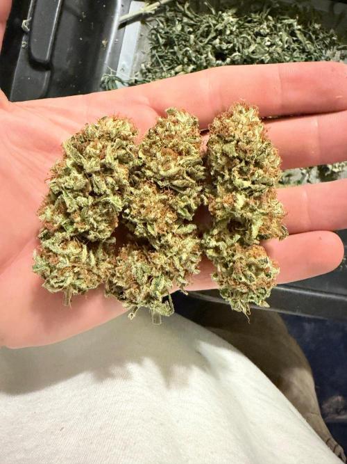Surf wax. Week 18
