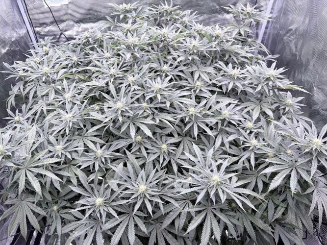 Surf wax. Week 19