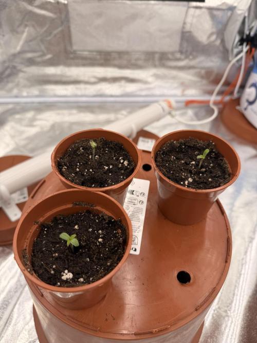 Insane OG first time ever growing. Week 0 - All 3 planted and sprouted 👍