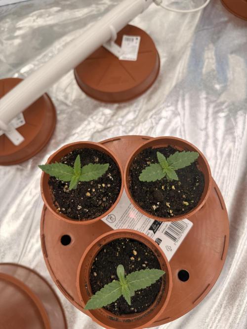 Insane OG first time ever growing. Week 1