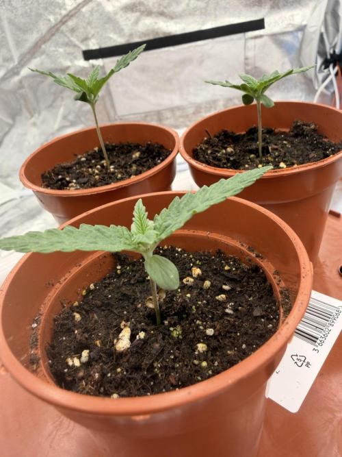 Insane OG first time ever growing. Week 1