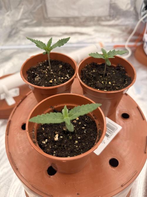 Insane OG first time ever growing. Week 1