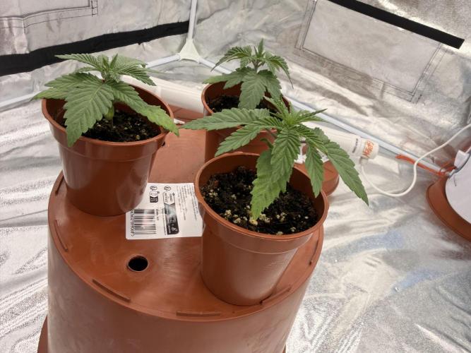 Insane OG first time ever growing. Week 2