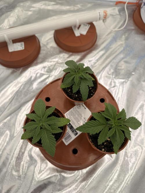 Insane OG first time ever growing. Week 2
