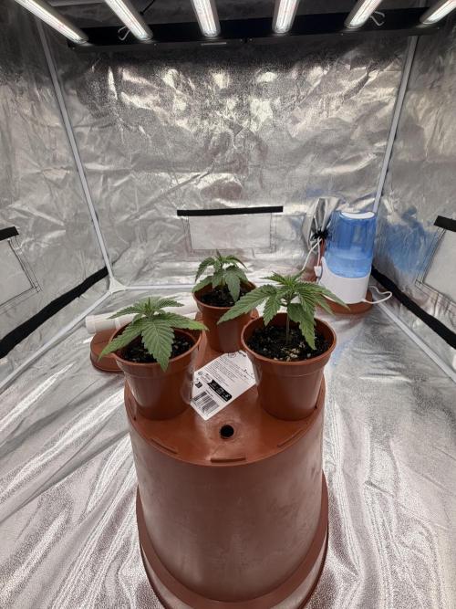 Insane OG first time ever growing. Week 2