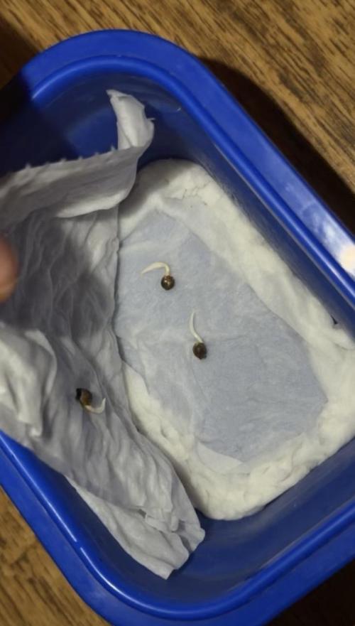Insane OG first time ever growing. Week 0 - Germination after 3 days all sprouted
