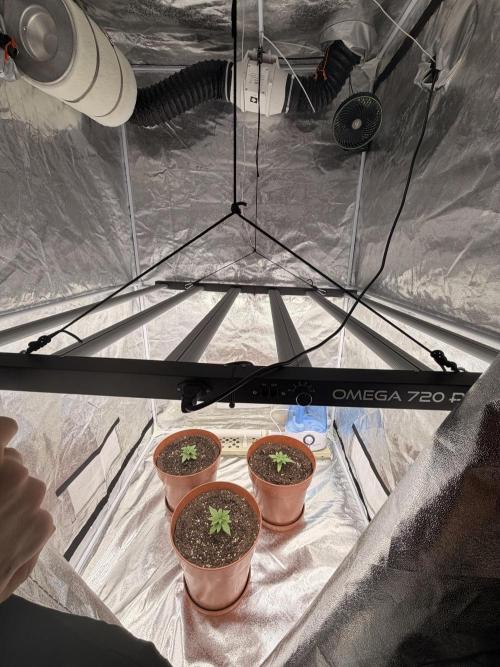 Insane OG first time ever growing. Week 2 - Icreased light intensity from 25% during seedling to 50% with repot