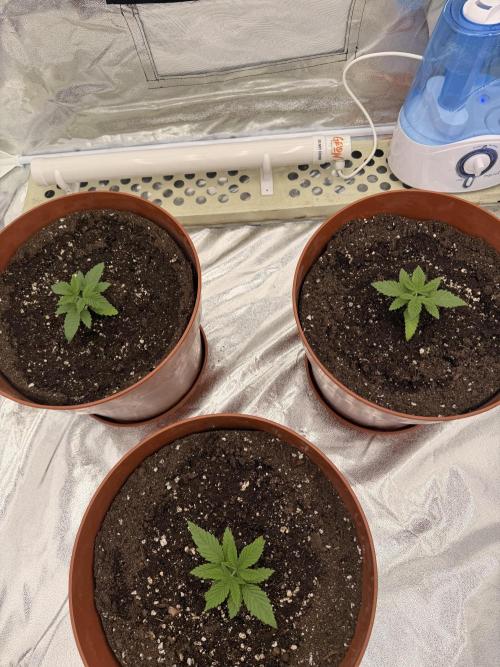 Insane OG first time ever growing. Week 2