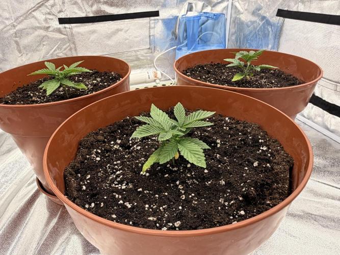 Insane OG first time ever growing. Week 3