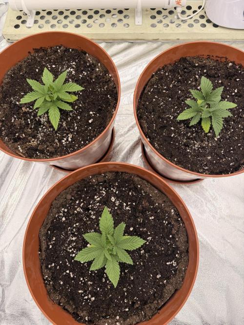Insane OG first time ever growing. Week 3