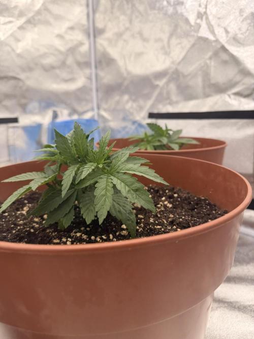 Insane OG first time ever growing. Week 3