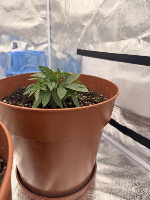 Insane OG first time ever growing. Week 3