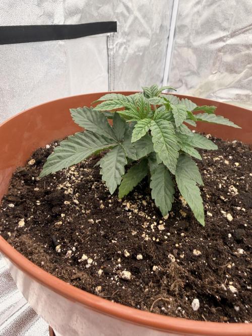 Insane OG first time ever growing. Week 3
