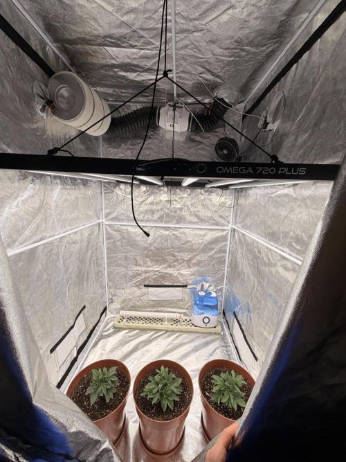 Insane OG first time ever growing. Week 3 - Raised the lights higher so the babies grow taller think the light was to close?