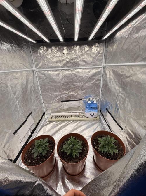Insane OG first time ever growing. Week 3
