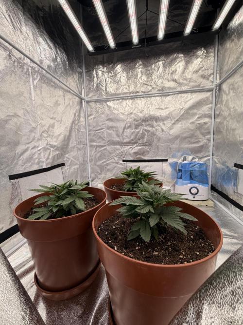 Insane OG first time ever growing. Week 4
