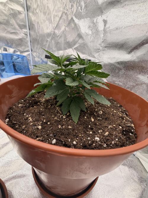 Insane OG first time ever growing. Week 4