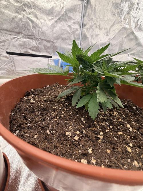 Insane OG first time ever growing. Week 4