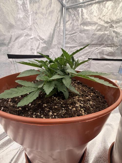 Insane OG first time ever growing. Week 4