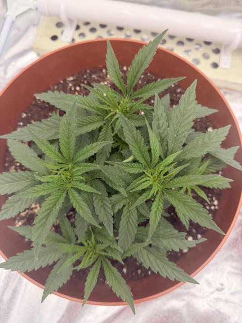 Insane OG first time ever growing. Week 4