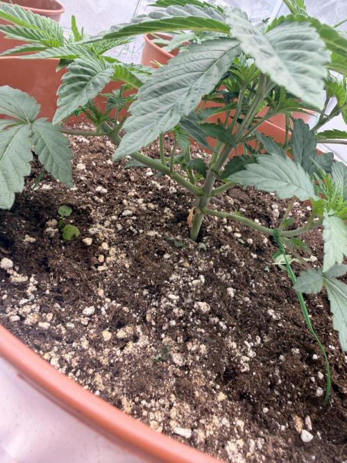 Insane OG first time ever growing. Week 4
