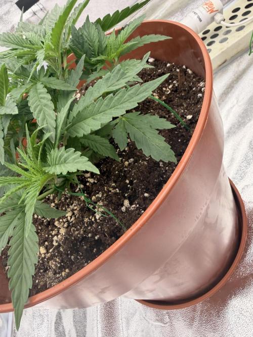 Insane OG first time ever growing. Week 4