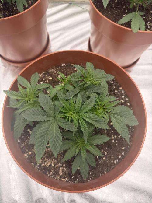 Insane OG first time ever growing. Week 4