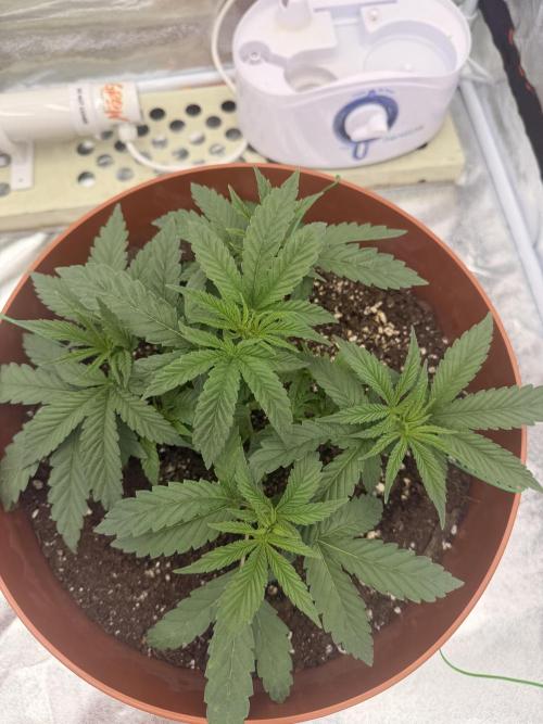 Insane OG first time ever growing. Week 4