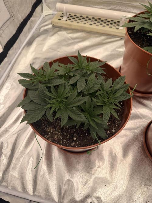 Insane OG first time ever growing. Week 5