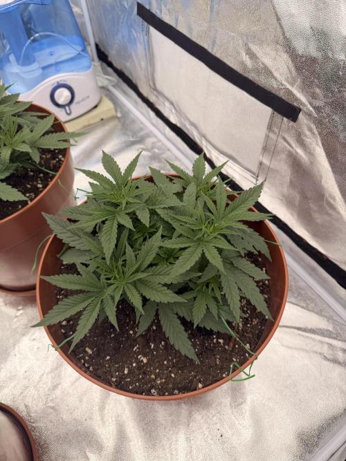 Insane OG first time ever growing. Week 5