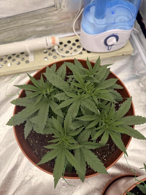 Insane OG first time ever growing. Week 5