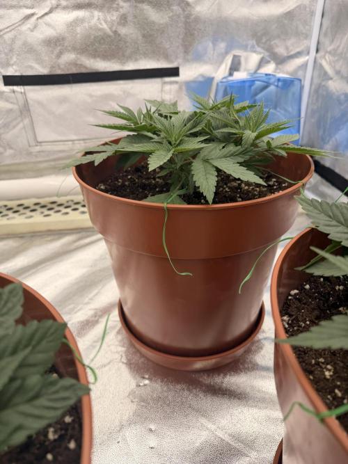 Insane OG first time ever growing. Week 5