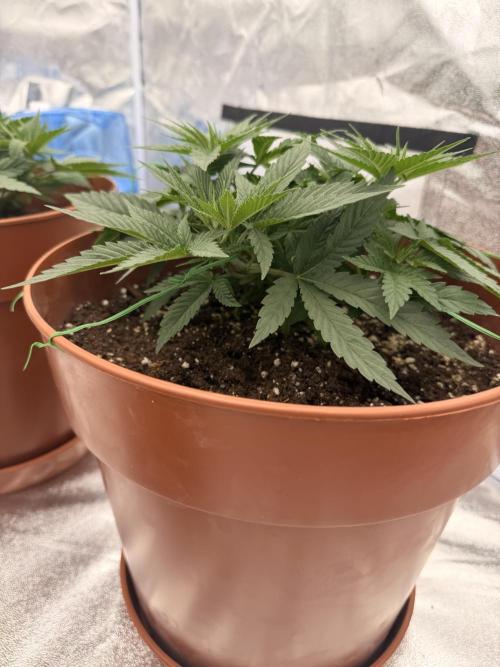 Insane OG first time ever growing. Week 5
