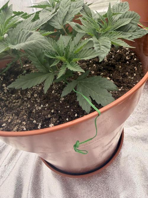 Insane OG. Week 5