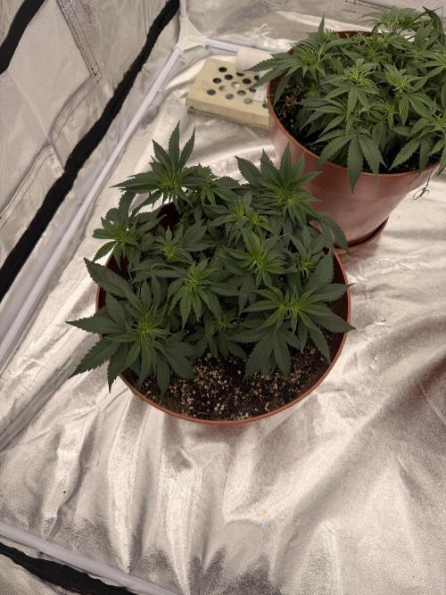 Insane OG first time ever growing. Week 6