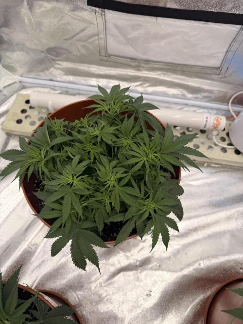 Insane OG first time ever growing. Week 6