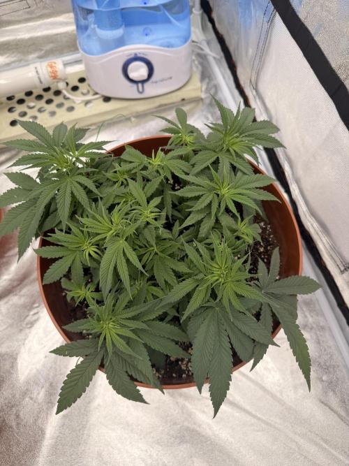 Insane OG first time ever growing. Week 6