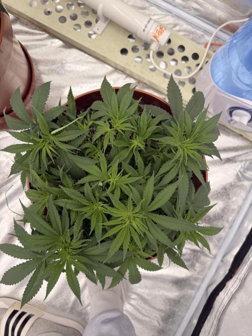 Insane OG first time ever growing. Week 6