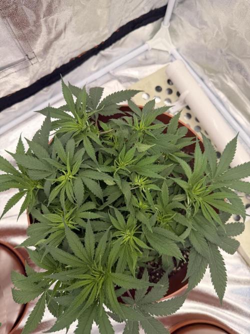 Insane OG first time ever growing. Week 6